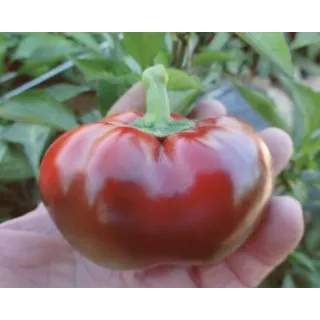 Compra PIMIENTO TOPEPO ROSSO (ÑORA) (1.000 Semillas) en la tienda online Fito Agrícola