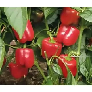 Compra PIMIENTO VICTORIANO F-1 (1.000 Semillas). en la tienda online Fito Agrícola