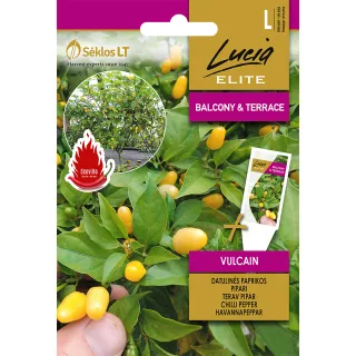 Compra PIMIENTO VULCAIN (Cerca de 12 Semillas). en la tienda online Fito Agrícola