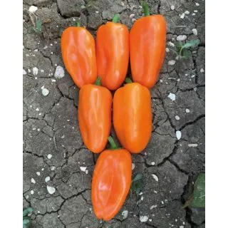 Compra PIMIENTO VULPIX F1 (500 Semillas). en la tienda online Fito Agrícola