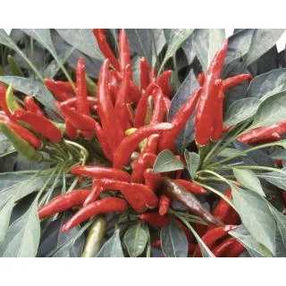 Compra PIMIENTO YUCATAN F1 (500 Semillas) en la tienda online Fito Agrícola