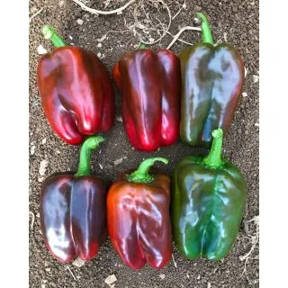 Compra PIMIENTO HP 107 F1 (1.000 Semillas). en la tienda online Fito Agrícola