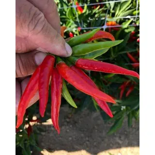 Compra PIMIENTO MAYA F1 (500 Semillas) en la tienda online Fito Agrícola