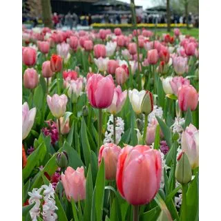 Compra PINK DREAMS (100 Unid.). en la tienda online Fito Agrícola