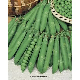 Compra GUISANTE PROGRESS N.9 Sel. Serio (5 Kgr.) en la tienda online Fito Agrícola