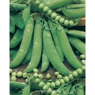 Compra GUISANTE RAINIER (25 Kgr.) en la tienda online Fito Agrícola