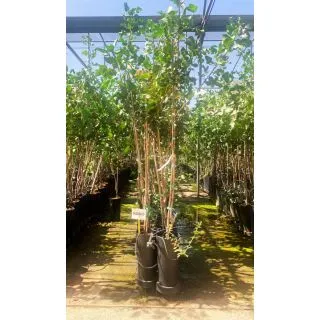 Compra PISTACHO GUERRERO en la tienda online Fito Agrícola