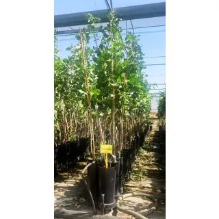 Compra PISTACHO KERMAN en la tienda online Fito Agrícola