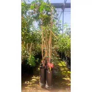 Compra PISTACHO PETER en la tienda online Fito Agrícola