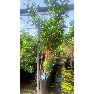 Compra PISTACHO LARNAKA en la tienda online Fito Agrícola