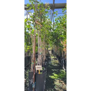 Compra PISTACHO CHAPARRILLO en la tienda online Fito Agrícola