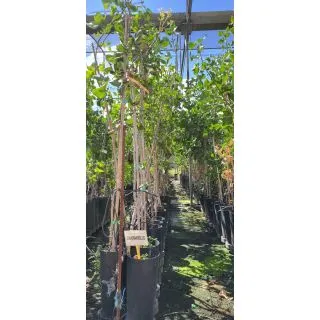 Compra PISTACHO CHAPARRILLO en la tienda online Fito Agrícola