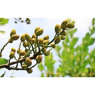 Compra PISTACHO C-ESPECIAL en la tienda online Fito Agrícola