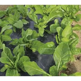 Compra ACELGA BARESE (50.000 Semillas) en la tienda online Fito Agrícola