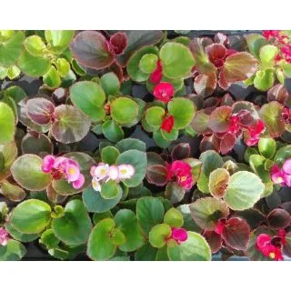 Compra BEGONIAS SEMPERFLORENS MEZCLA PLANTEL DESARROLLADO (28 Plantas) en la tienda online Fito Agrícola
