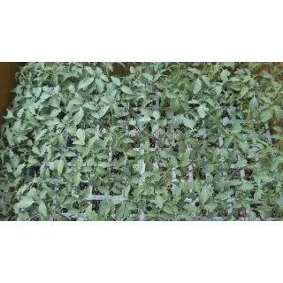 Compra TOMATE ANAIRIS F1 Injertado EPS104 en la tienda online Fito Agrícola