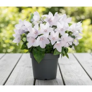 Compra PLATYCODOM POP STAR ROSA (240 Plantas). en la tienda online Fito Agrícola