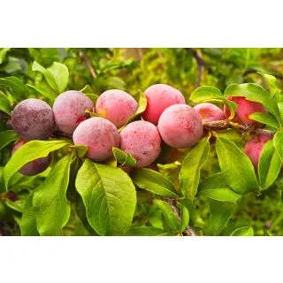 Compra CIRUELO PRAT DE LLOBREGAT en la tienda online Fito Agrícola