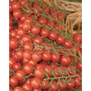 Compra TOMATE CHELSEA MINI F1 Pildorado (5.000 Semillas). en la tienda online Fito Agrícola