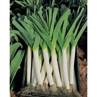 Compra PUERRO LUNGO DELLA RIVIERA Sel. Ghiaccio Pildorado (25.000 Semillas). en la tienda online Fito Agrícola