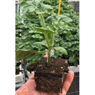 Compra CALABAZA OL 1440 F1 (10.000 Semillas). en la tienda online Fito Agrícola