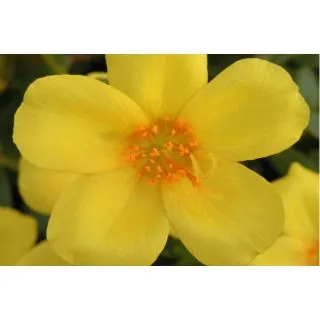 Compra PORTULACA AMARILLA UMBRATICOLA (126 Plantas). en la tienda online Fito Agrícola