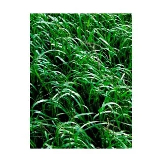 Compra PRADERA ANUAL RAPIDMIX (20 Kgr.). en la tienda online Fito Agrícola