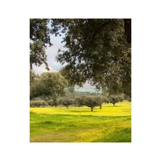 Compra PRADERA ZONA DEHESA (5 Kgr.) en la tienda online Fito Agrícola