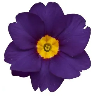 Compra PRIMULA ACAULIS LIDER BLUE (240 Plantas). en la tienda online Fito Agrícola