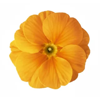 Compra PRIMULA ACAULIS LIDER ORANGE (240 Plantas). en la tienda online Fito Agrícola