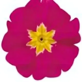 Compra PRIMULA ACAULIS LIDER ROSE (240 Plantas). en la tienda online Fito Agrícola