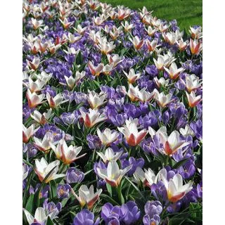 Compra PROMISE OF SPRING (100 Unid.). en la tienda online Fito Agrícola