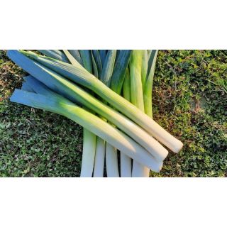 Compra PUERRO BELTON F1 Pildorado (25.000 Semillas) en la tienda online Fito Agrícola