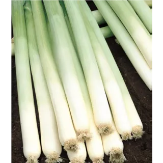 Compra PUERRO BULGINA Pildorado (100.000 Semillas) en la tienda online Fito Agrícola