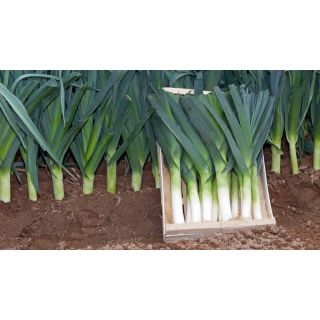 Compra PUERRO DURATON F1 Pildorado (25.000 Semillas) en la tienda online Fito Agrícola