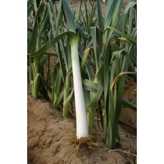 Compra PUERRO GIGANTE BULGARO Sel. Vela (500 gr.) en la tienda online Fito Agrícola