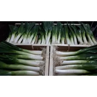 Compra PUERRO GLADIUS F1 Pildorado (5.000 Sem.) en la tienda online Fito Agrícola