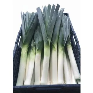 Compra PUERRO KINSTAR F1 (10.000 Semillas) en la tienda online Fito Agrícola