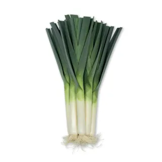 Compra PUERRO MAXTON F1 Precisión (25.000 Semillas) en la tienda online Fito Agrícola