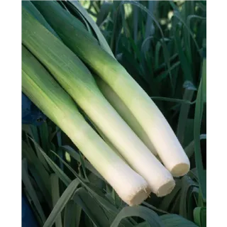 Compra PUERRO MERCURIAN F1 Calibrado (100.000 Semillas) en la tienda online Fito Agrícola