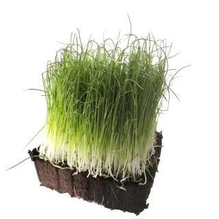 Compra PUERRO MICROGREENS (500 gr.). en la tienda online Fito Agrícola
