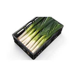 Compra PUERRO PLUSTON F1 Pildorado (25.000 Semillas) en la tienda online Fito Agrícola