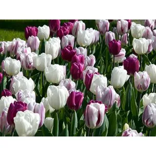 Compra PURPLE BLING (100 Unid.). en la tienda online Fito Agrícola