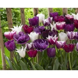 Compra PURPLE PUNCH (100 Unid.). en la tienda online Fito Agrícola