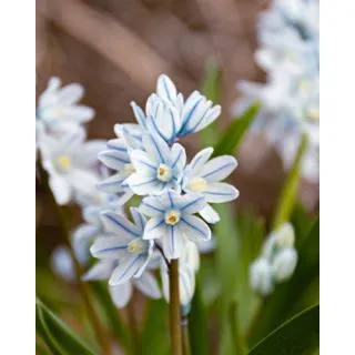 Compra PUSCHKINIA LIBANOTICA (100 Unid.). en la tienda online Fito Agrícola