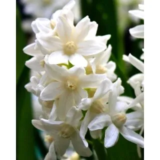 Compra PUSCHKINIA LIBANOTICA ALBA (100 Unid.). en la tienda online Fito Agrícola