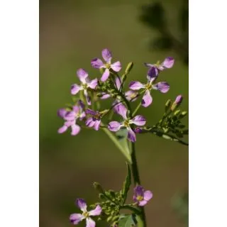 Compra RÁBANO CONCORDE (25 Kgr.). en la tienda online Fito Agrícola