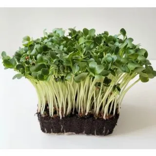 Compra RABANITO DAIKON MICROGREENS (5 Kgr.). en la tienda online Fito Agrícola
