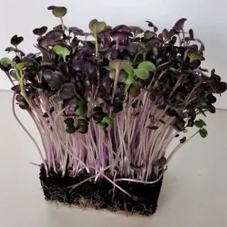 Compra RABANITO SANGO MICROGREENS ECOLÓGICO (5 Kgr.). en la tienda online Fito Agrícola
