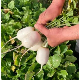 Compra RABANITO LENON F1 (1.000 Semillas). en la tienda online Fito Agrícola